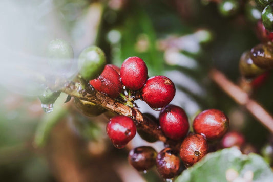 Conoce cómo se seleccionan y recogen a mano los mejores granos de café