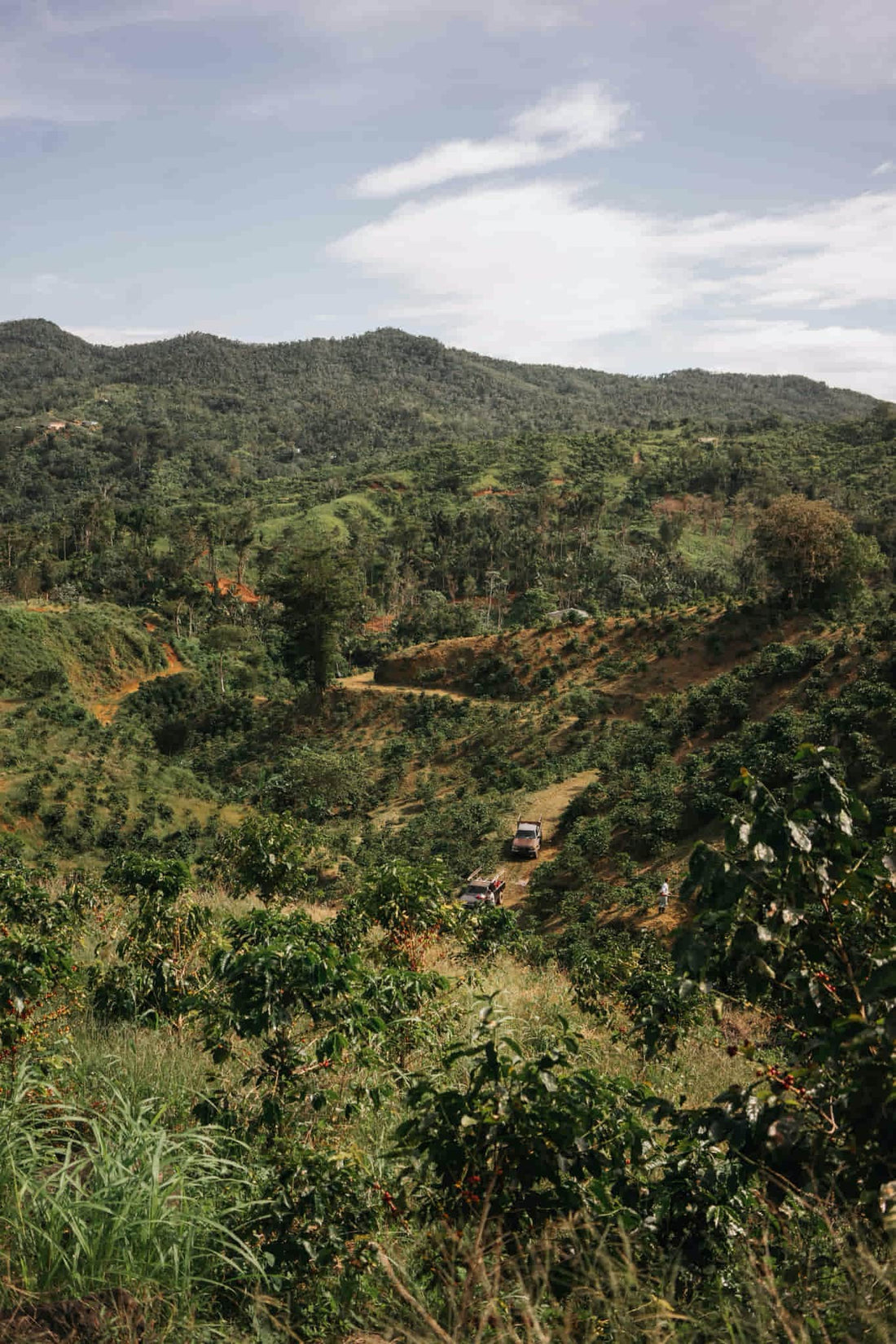 Farm to Cup, Understanding The Coffee Supply Chain Process