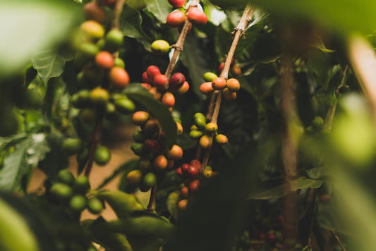 Conoce los innumerables beneficios que brinda el café